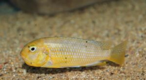 Tropheops macrophthalmus 'Makonde'